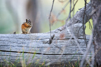 Wildlife Yellowstone<br>NIKON D4, 500 mm, 5000 ISO,  1/250 sec,  f : 4.5 